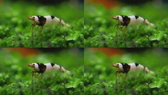 黑蜂矮虾在绿草上寻找食物高清在线视频素材下载