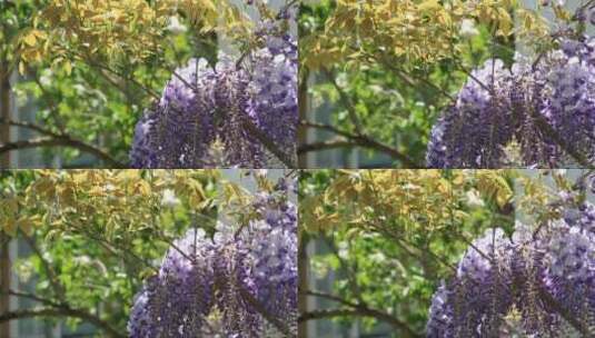 藤本新鲜的叶和束紫色的花在风中高清在线视频素材下载