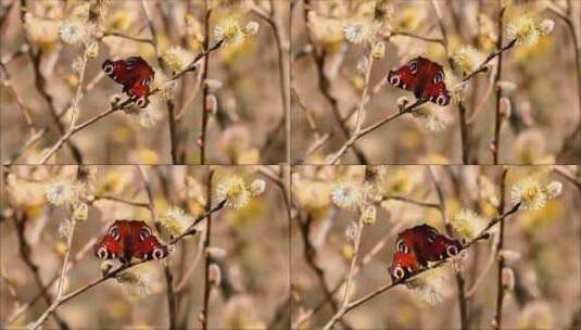 树枝上的蝴蝶高清在线视频素材下载