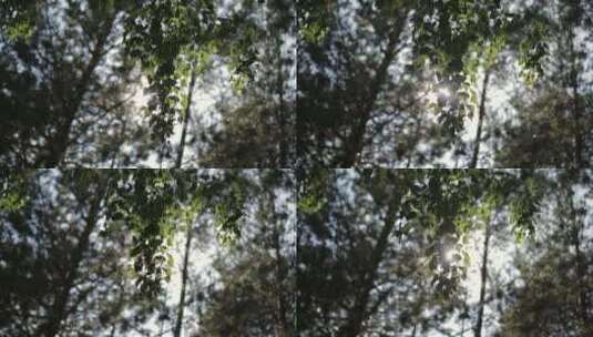 阳光透过树林的树叶高清在线视频素材下载