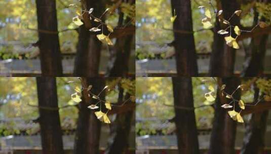 腾冲银杏村的银杏叶飘落的慢镜头高清在线视频素材下载