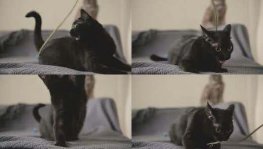顽皮的黑猫高清在线视频素材下载