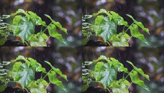 原始森林树叶草植物下雨水滴高清在线视频素材下载