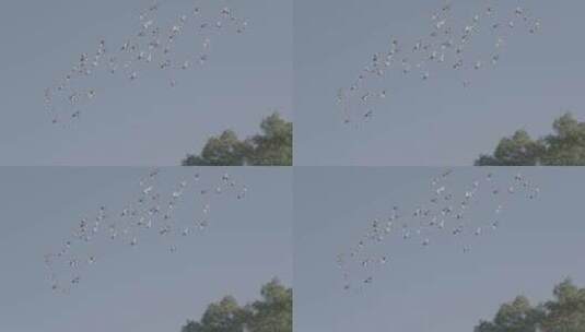 飞翔的鸽子 白鸽 白鸽转场高清在线视频素材下载