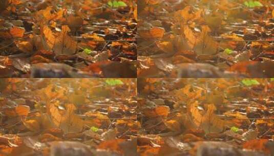 阳光下唯美秋天落叶树林4k视频高清在线视频素材下载