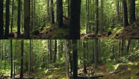 森林与青苔高清在线视频素材下载