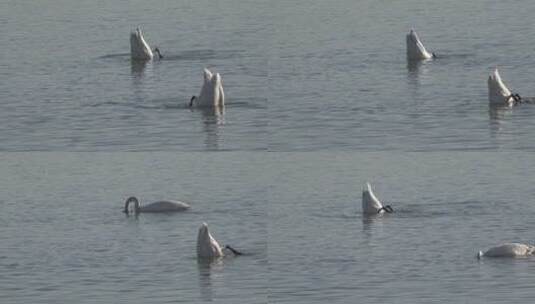 湿地湖泊保护鸟类白天鹅水中觅食1高清在线视频素材下载