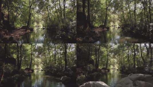 山间树林小溪流水野外自然风景高清在线视频素材下载