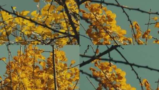 秋天金黄色的银杏树叶，视频素材高清在线视频素材下载