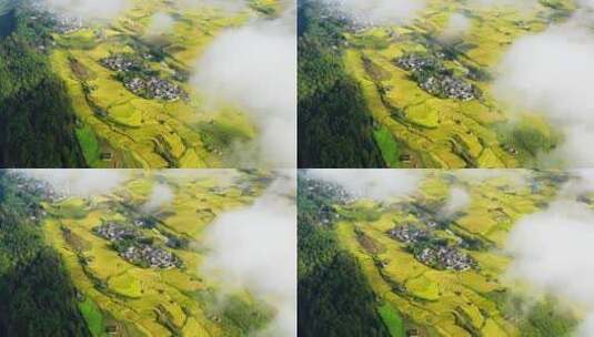 云雾下金色稻田中的村庄高清在线视频素材下载