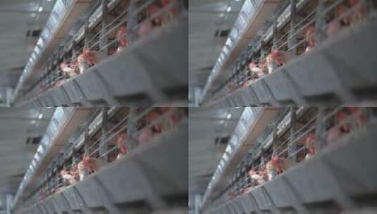 家禽养殖场笼子里的蛋鸡下大白蛋高清在线视频素材下载