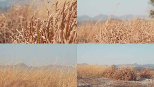 秋天枯黄野草 4K50P视频素材高清在线视频素材下载