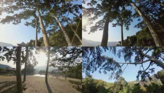 4K60P航拍森林大树环绕上升高清在线视频素材下载