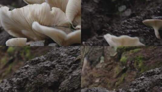 原始森林蘑菇高清在线视频素材下载