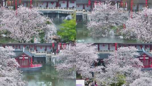 湖北武汉东湖樱花园春季风光高清在线视频素材下载