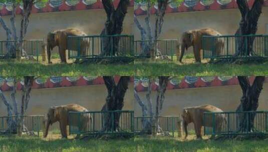 动物园大象亚洲象非洲象高清在线视频素材下载