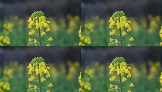 黄色油菜花田与采蜜蜜蜂高清在线视频素材下载