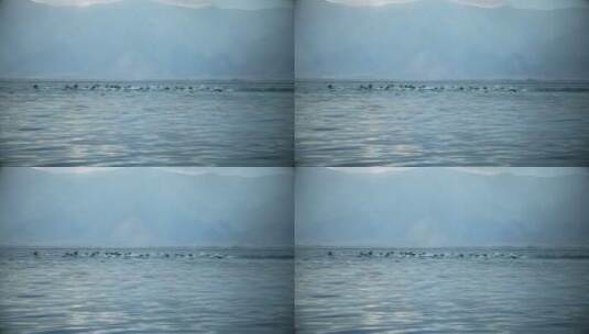 水鸭子水鸟水面起飞高清在线视频素材下载