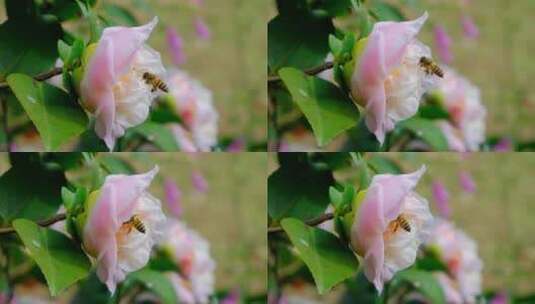 花园蜜蜂飞舞采蜜 山茶花高清在线视频素材下载