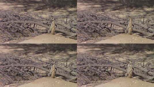 非洲猫鼬站在沙丘上高清在线视频素材下载