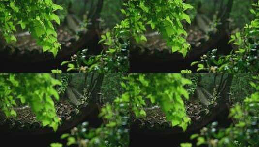 杭州虎跑下雨天古建筑前的绿色树叶被风吹动高清在线视频素材下载