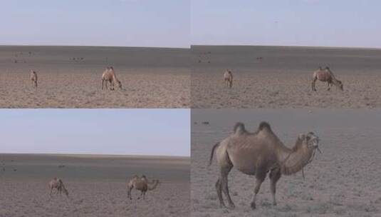 Y1内蒙古乌兰察布四子王旗骆驼吃草5高清在线视频素材下载