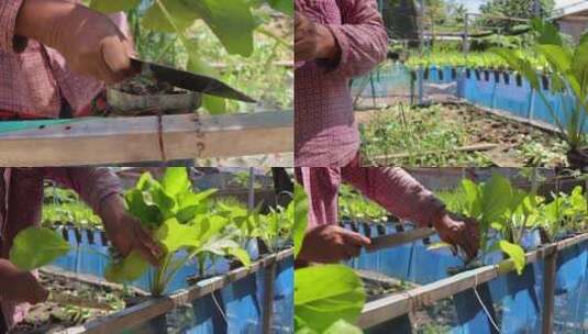 农村菜园青菜采摘收割高清在线视频素材下载