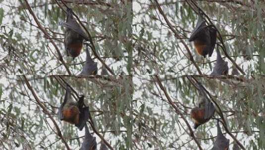 水果蝙蝠倒挂在树枝高清在线视频素材下载