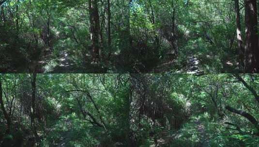 树林空镜场景高清在线视频素材下载