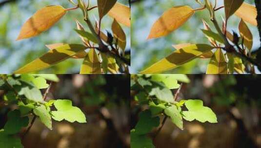 树叶树木绿植实拍空镜头高清在线视频素材下载