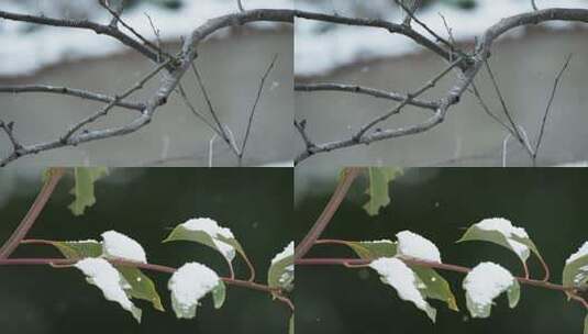 冬季冬天下雪树枝树叶积雪高清在线视频素材下载