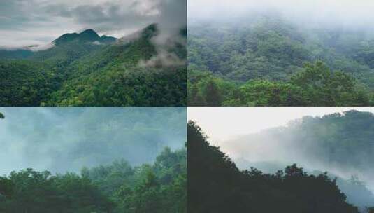 森林茂盛的山间云雾缭绕_4K高清在线视频素材下载