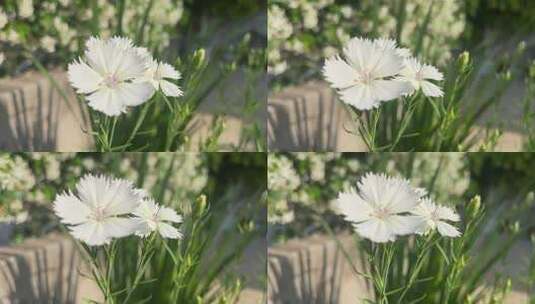盛开的白色石竹花花朵高清在线视频素材下载