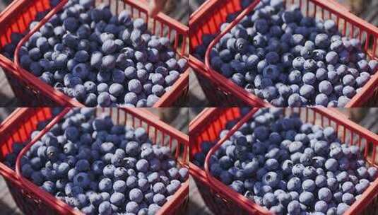 水果园采摘蓝莓高清在线视频素材下载