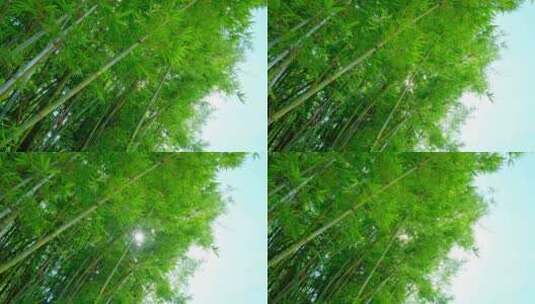 竹林阳光穿透竹叶高清在线视频素材下载