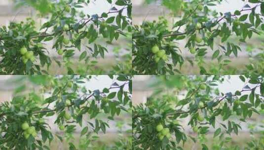 果园树枝上盛开的枣树结果青枣高清在线视频素材下载