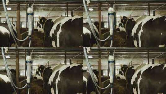 牧场的挤奶设备高清在线视频素材下载