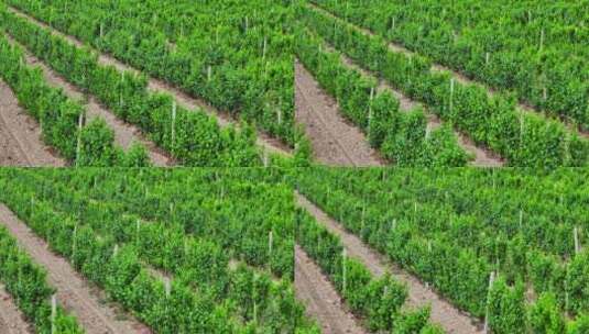 贺兰山山脚下葡萄庄园 葡萄种植高清在线视频素材下载