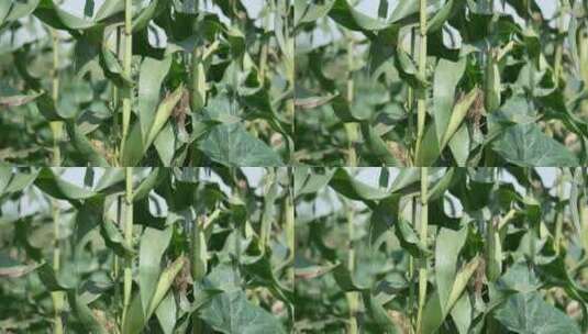 玉米地农作物高清在线视频素材下载