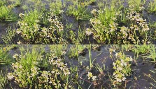 野生药用植物：水田碎米荠高清在线视频素材下载