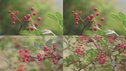 4K 山西长治 花椒 特写 收获 红花椒-高清在线视频素材下载