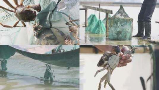 大闸蟹 螃蟹 养殖高清在线视频素材下载