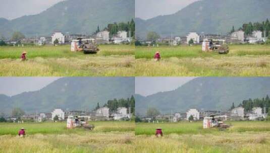 安徽黟县水稻田收割地拍高清在线视频素材下载