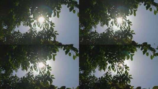 夏日阳光树林实拍高清在线视频素材下载