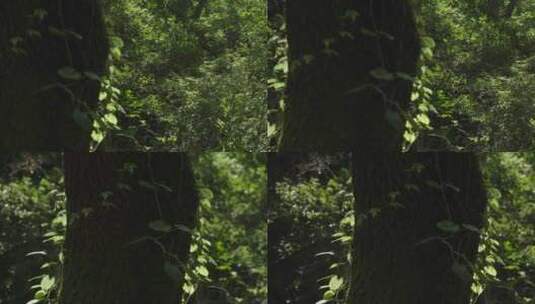 森林山野治愈自然小溪高清在线视频素材下载