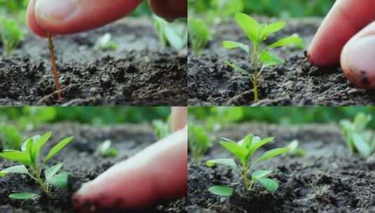 特写将一株绿色植物的幼苗栽种到土地里高清在线视频素材下载