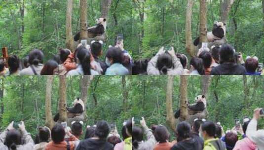 成都大熊猫基地游客拿手机拍摄树上的大熊猫高清在线视频素材下载