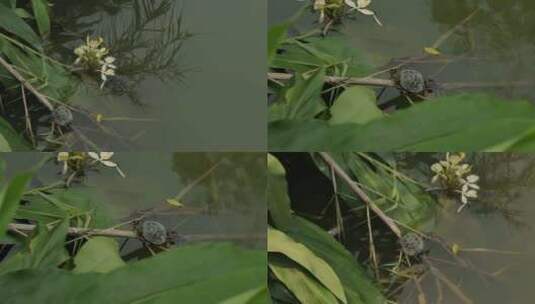 成都湿地乌龟高清实拍视频高清在线视频素材下载