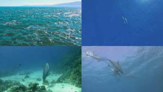 【合集】海豚 海洋天使 海洋生物 海豚跳跃高清在线视频素材下载