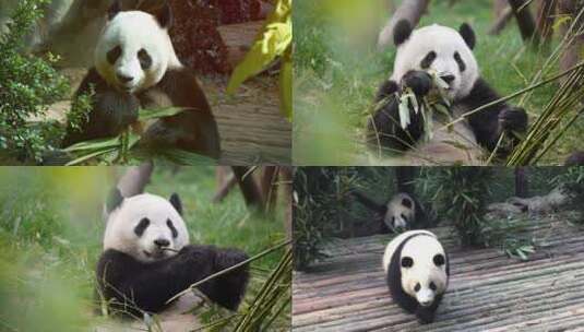 [合集] 熊猫镜头吃竹子爬树高清在线视频素材下载